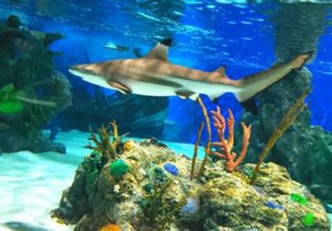 daytona beach aquarium events